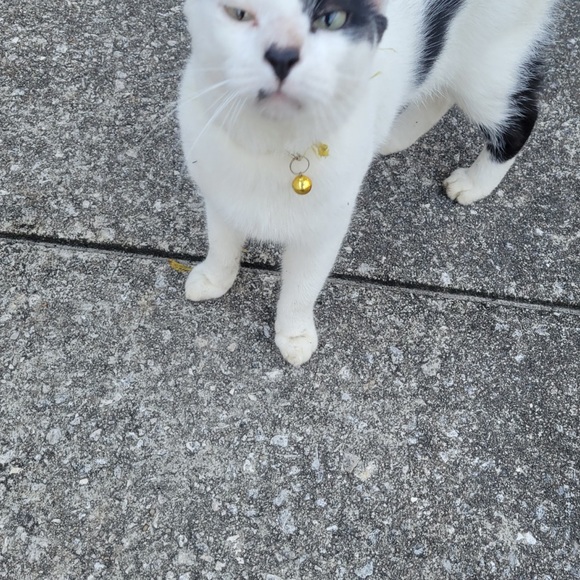 Meet your Posher, Cameron - Picture 3 of 16